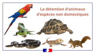 https://www.haut-rhin.gouv.fr/var/ide_site/storage/images/actions-de-l-etat/sante-et-protection-des-animaux/la-reglementation-liee-a-la-detention-d-animaux-d-especes-non-domestiques/305788-1-fre-FR/La-reglementation-liee-a-la-detention-d-animaux-d-especes-non-domestiques_listitem.png